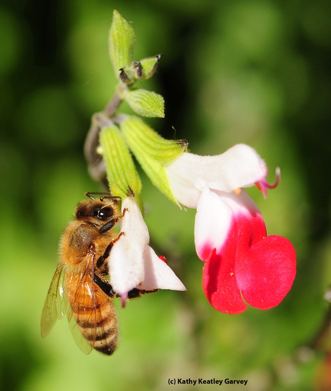 Another honey bee reaping the benefits of nectar robbing by a carpenter bee. (Photo by Kathy Keatley Garvey)