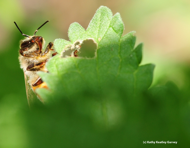 Honey bee thrusts out her proboscis (tongue). (Photo by Kathy Keatley Garvey)