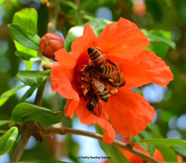 Four honey bees on one pomegranate blossom. (Photo by Kathy Keatley Garvey)