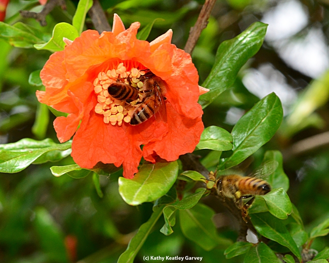 Two bees on one pomegranate blossom, and about to be three. (Photo by Kathy Keatley Garvey)