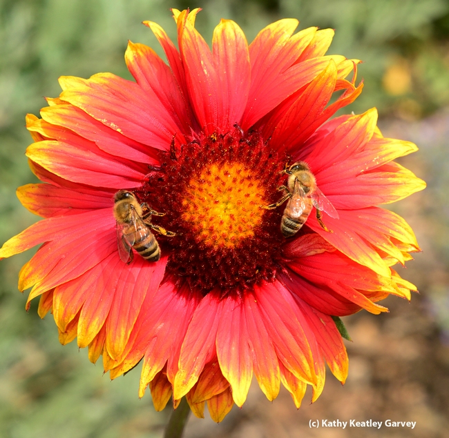 Matched pair: Honey bees on blanket flower (Gaillardia). (Photo by Kathy Keatley Garvey)