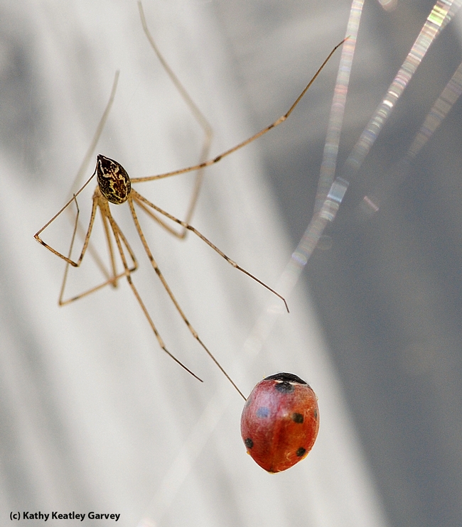 Cellar spider traps and wraps a ladybug. (Photo by Kathy Keatley Garvey)