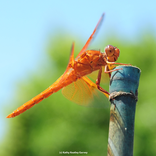 Different view, different time: same flame skimmer. (Photo by Kathy Keatley Garvey)