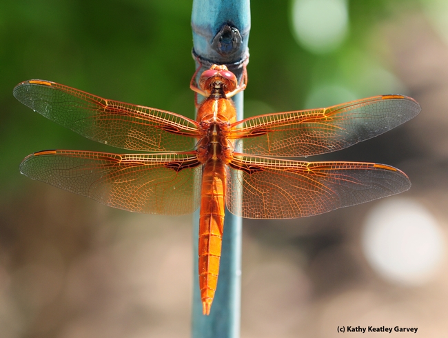 From the back, the flame skimmer is equally gorgeous. (Photo by Kathy Keatley Garvey)