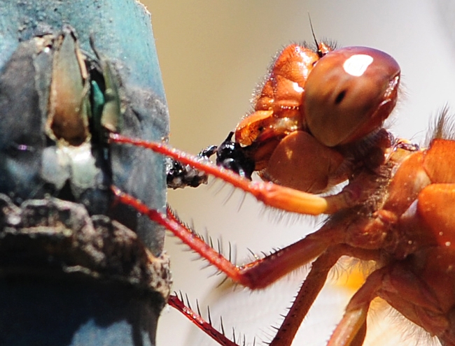 Flame skimmer devouring lunch, an insect he caught in mid-air. (Photo by Kathy Keatley Garvey)