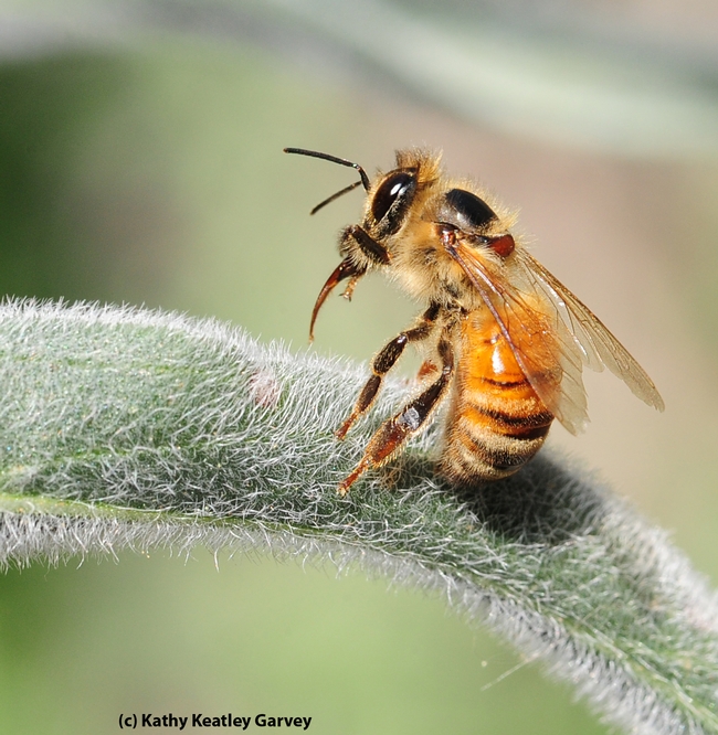 A worker bee staggers and extends her tongue. (Photo by Kathy Keatley Garvey)