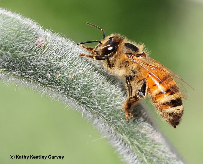 This honey bee died soon after this photo was taken. (Photo by Kathy Keatley Garvey)