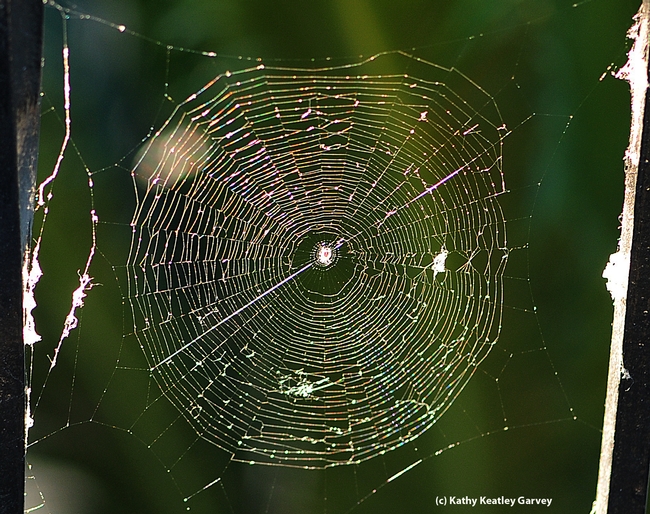 Backlit by the morning sun, a spider web glows, glistens and glitters. (Photo by Kathy Keatley Garvey)