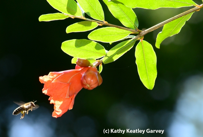 A backlit honey bee heads for a pomegranate blossom. (Photo by Kathy Keatley Garvey)