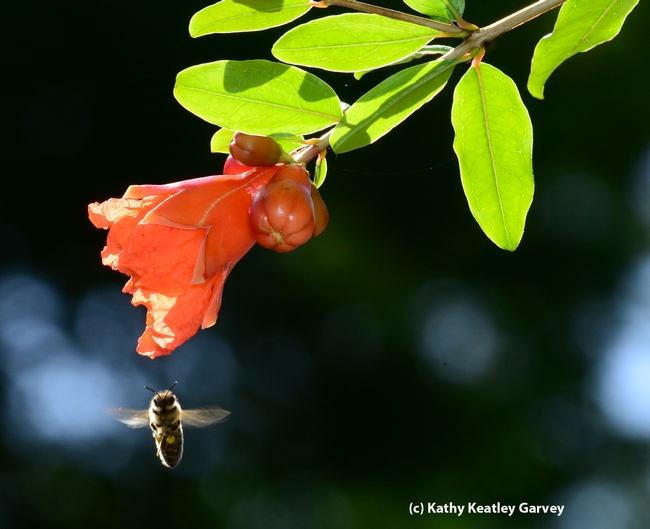 Caught in flight, a honey bee makes a beeline to a pomegranate blossom. (Photo by Kathy Keatley Garvey)