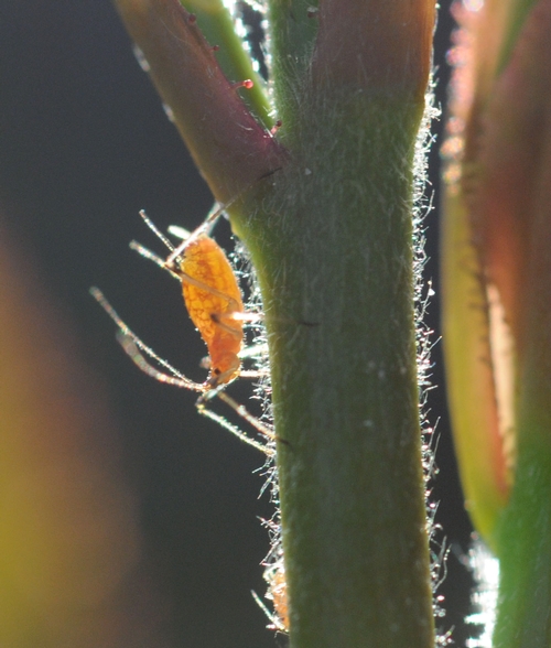Aphid in early morning sun