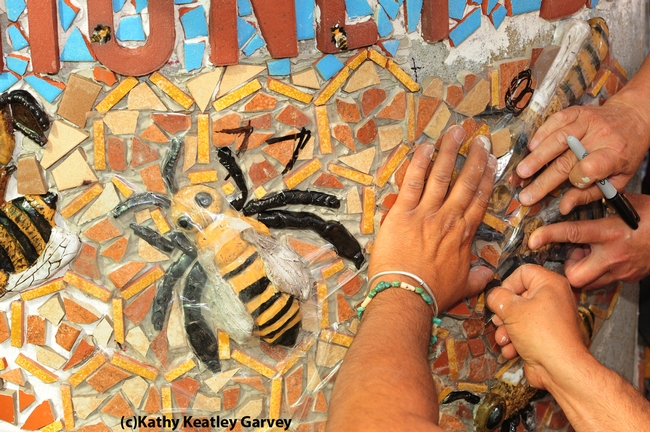 Multiple hands at work on the mosaic ceramic panels. (Photo by Kathy Keatley Garvey)