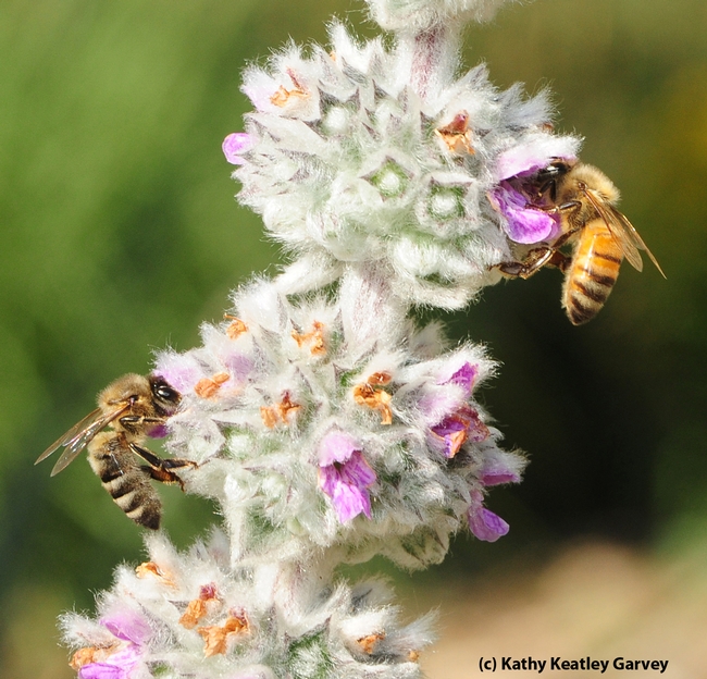 Honey bees are quite distinguishable from European wool carder bees. (Photo by Kathy Keatley Garvey)