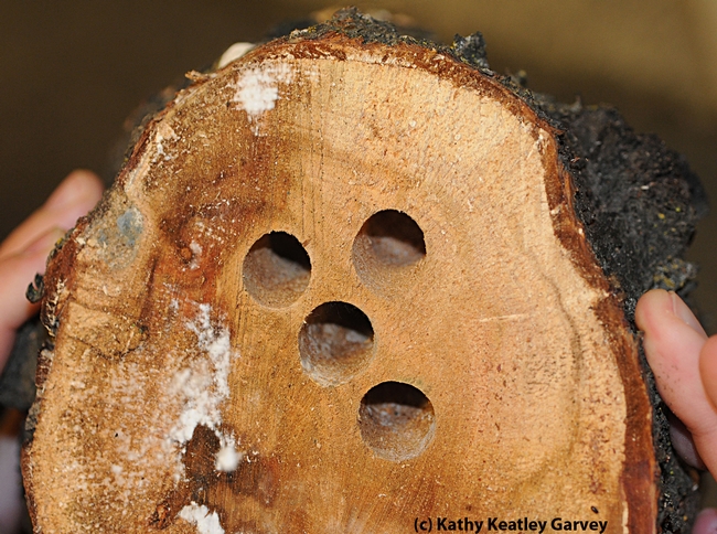 This photo in the field guide shows a chunk of plum tree wood drilled by valley carpenter bees. (Photo by Kathy Keatley Garvey)