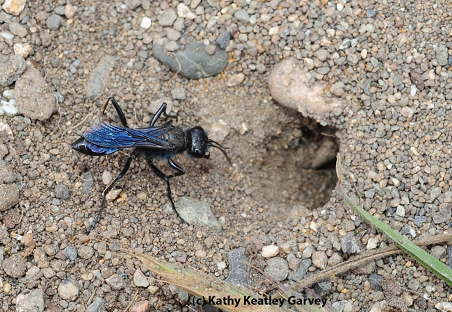 Metallic blue digger wasp from Sphecidae family. (Photo by Kathy Keatley Garvey)