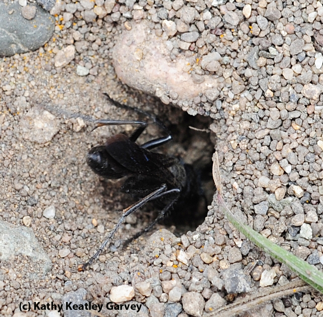 Digger wasp enters hole. (Photo by Kathy Keatley Garvey)