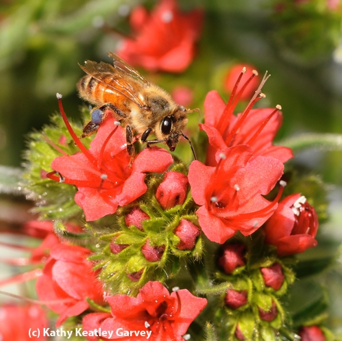 LADY IN RED--A honey bee amid the bright red blossoms of the tower of jewels. Note the blue-gray pollen from the plant on her leg. (Copyrighted Photo by Kathy Keatley Garvey)