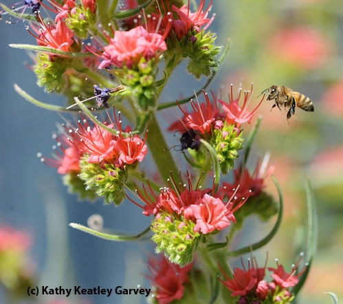BLUE SKIES, red blossoms,  busy bees. A honey bee heads for a tower of jewels. (Copyrighted Photo by Kathy Keatley Garvey)