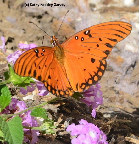 Gulf fritillary butterfly. (Photo by Kathy Keatley Garvey)