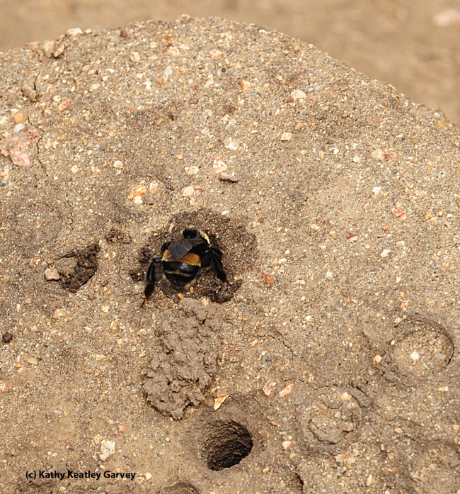 A female digger bee finishes her nest. (Photo by Kathy Keatley Garvey)