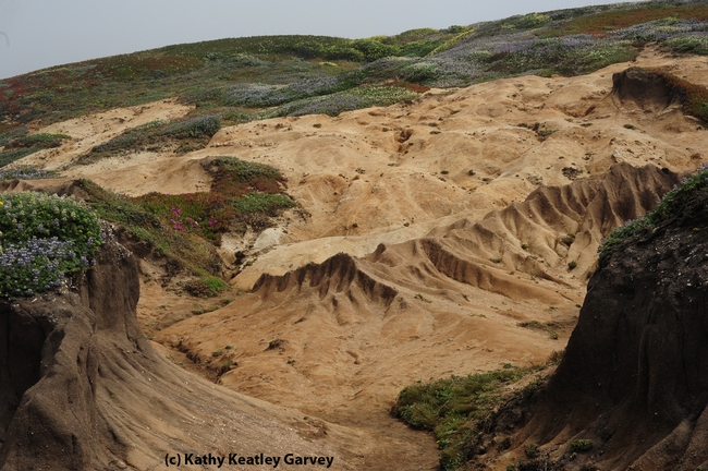 Sandy cliffs of Bodega Head hold bee villages. (Photo by Kathy Keatley Garvey)
