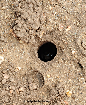 Digger bee inside a nest. (Photo by Kathy Keatley Garvey)