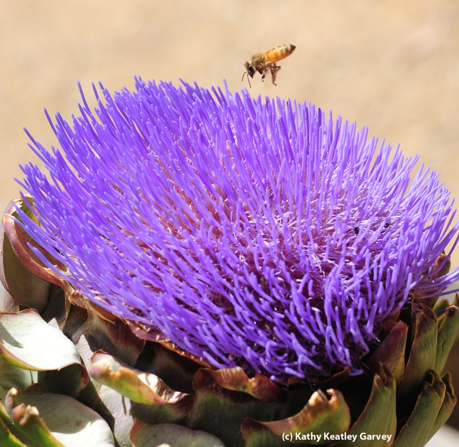 Honey bee heads toward a flowering artichoke. (Photo by Kathy Keatley Garvey)