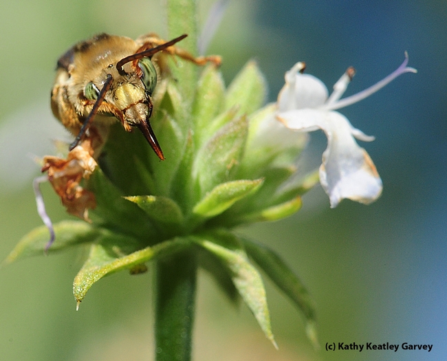 Male long-horned bee, genus Melissodes, probably Melissodes communis, as identified by Robbin Thorp. It is on salvia (sage). (Photo by Kathy Keatley Garvey)
