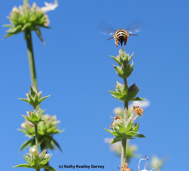 Up, up and away. Male Melissodes, long-horned bee, over salvia. (Photo by Kathy Keatley Garvey)