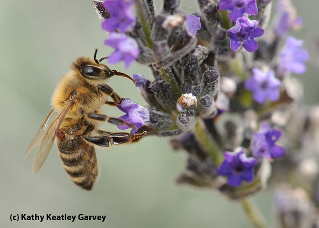 Varroa mite on a worker bee foraging in the lavender. (Photo by Kathy Keatley Garvey)