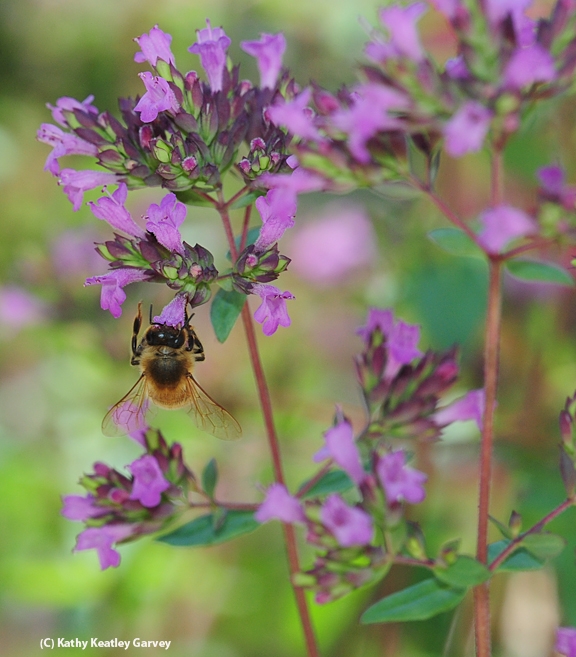 Oregano is a favorite of honey bees. (Photo by Kathy Keatley Garvey)