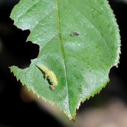 Syrphid larva