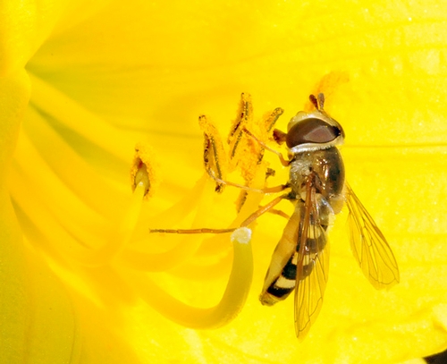 Adult syrphid fly