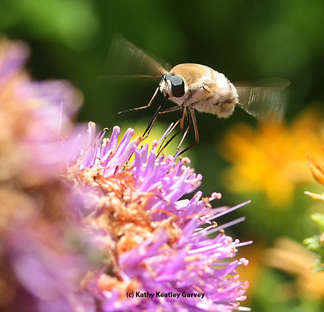 Bee fly, a bombyliid, hovers like a helicopter. Note the long tongue. (Photo by Kathy Keatley Garvey) 2800 copy