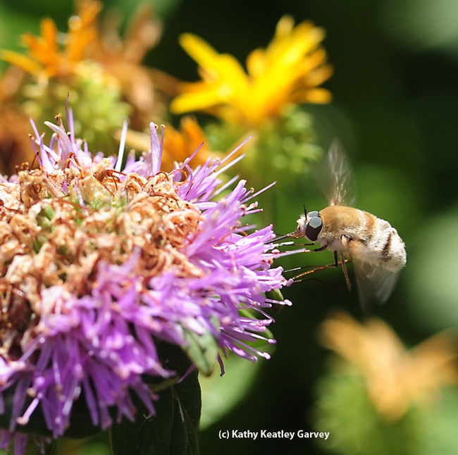 Bee fly foraging for nectar. (Photo by Kathy Keatley Garvey)