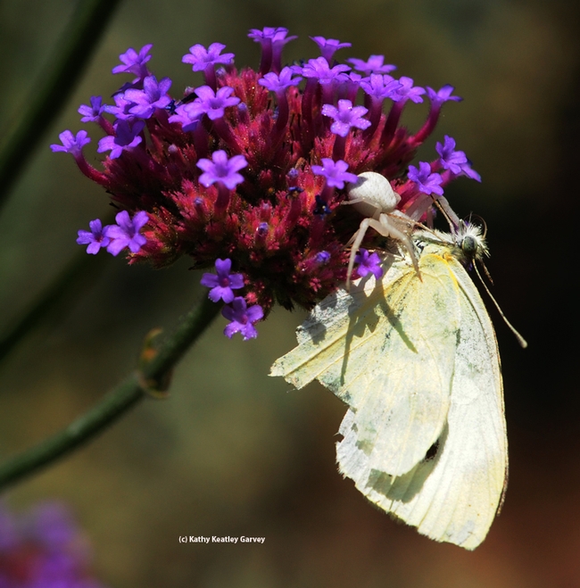 Crab spider with its kill, a cabbage white butterly. (Photo by Kathy Keatley Garvey)