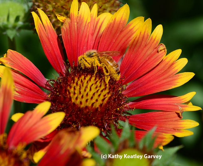 Honey bee is covered with pollen from a blanket flower, Gaillardia. (Photo by Kathy Keatley Garvey)