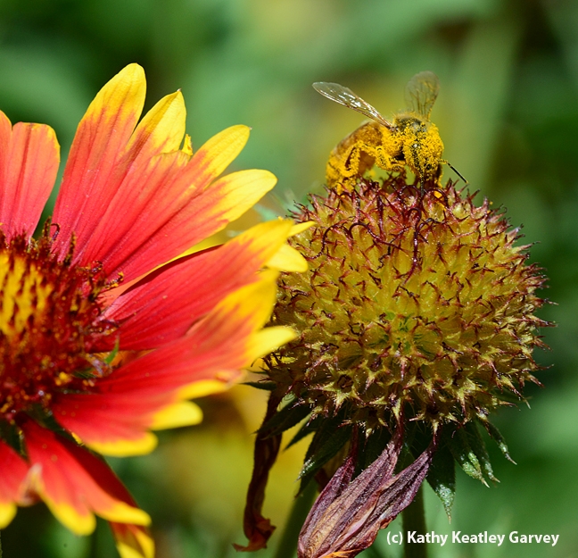 Honey bee is dusted with pollen from the blanket flower. (Photo by Kathy Keatley Garvey)