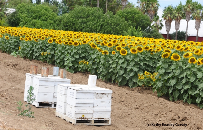 Bee boxes line a sunflower field. (Photo by Kathy Keatley Garvey)