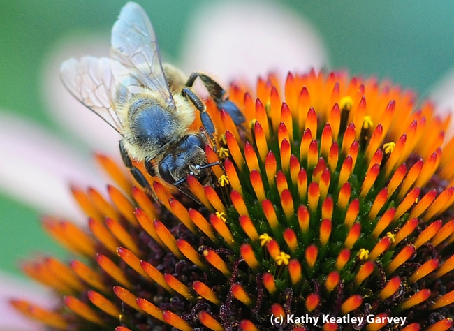 A blue honey bee on a coneflower. (Photo by Kathy Keatley Garvey)