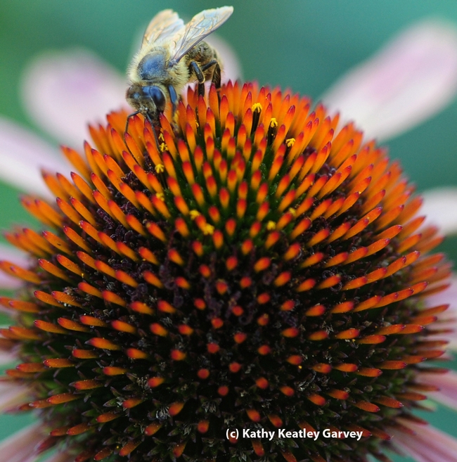 Blue bee scaling the coneflower. (Photo by Kathy Keatley Garvey)
