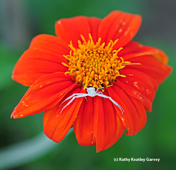 Crab spider on a Mexican sunflower, Tithonia. (Photo by Kathy Keatley Garvey)