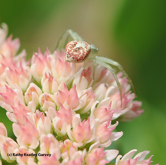 Crab spider on sedum. (Photo by Kathy Keatley Garvey)
