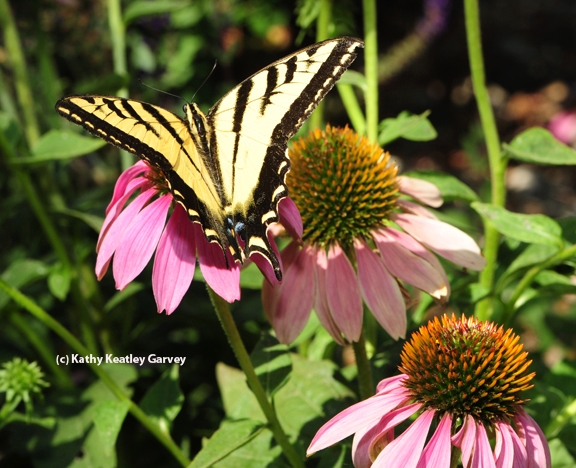 Western tiger swallowtail spreads its wings. (Photo by Kathy Keatley Garvey)