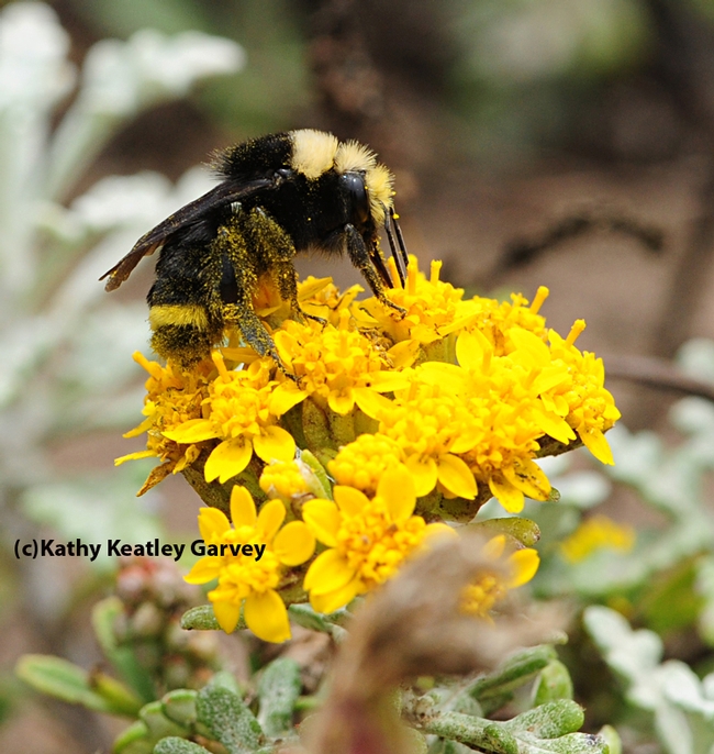Bumble bee, Bombus vosnesenski, on woolly sunflower. (Photo by Kathy Keatley Garvey)