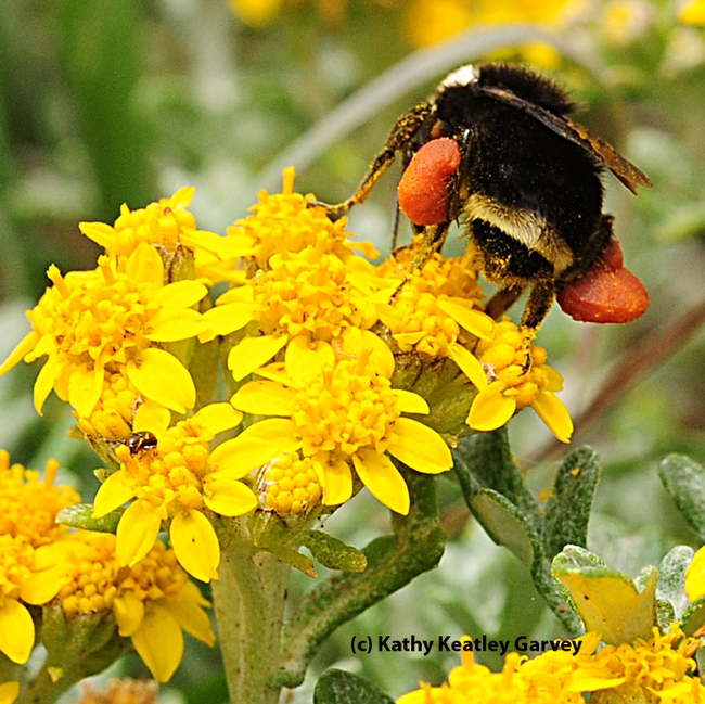 This yellow-faced bumble bee is packing red pollen. (Photo by Kathy Keatley Garvey)