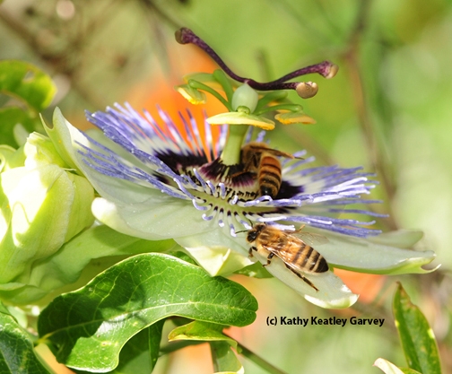Honey bees foraging on a passion flower blossom. (Photo by Kathy Keatley Garvey)