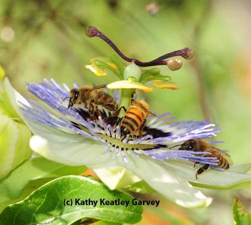 So many bees, so little time. (Photo by Kathy Keatley Garvey)