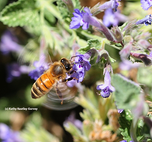 A honey bee can beat its wings 230 times every second. (Photo by Kathy Keatley Garvey)