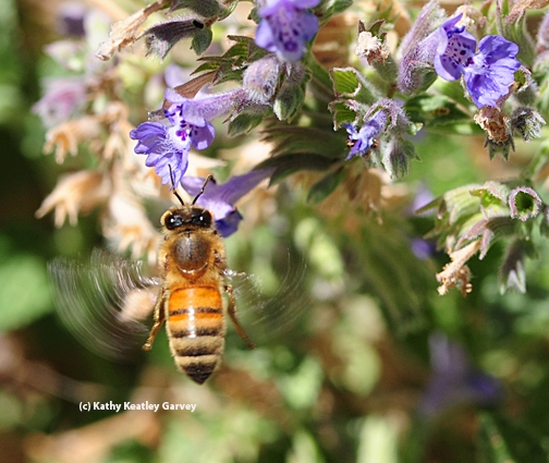 Honey bee spinning like a top. (Photo by Kathy Keatley Garvey)